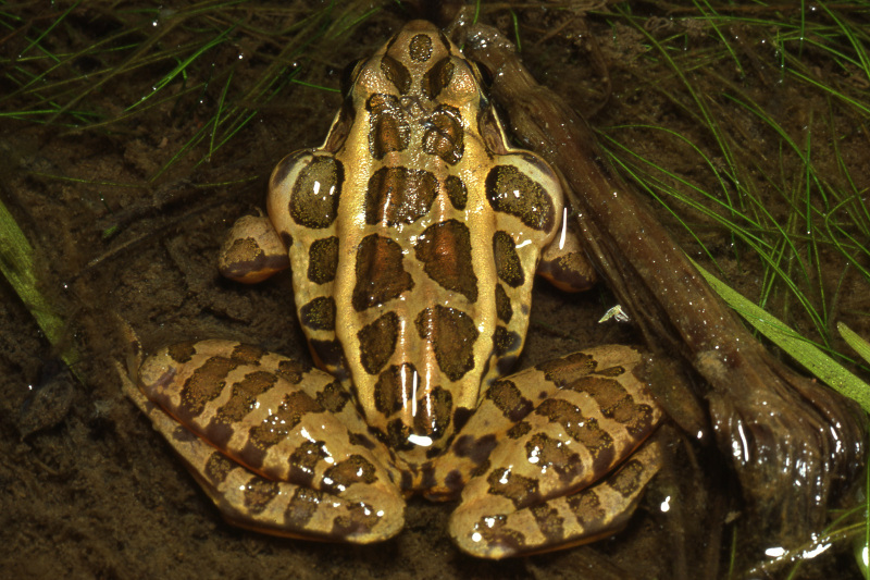 Calling male pickerel frog. Credit: Jack Ray